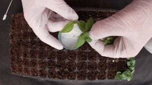 ЧЕРЕНКУЕМ ПЕТУНИЮ.КАК ЭТО СДЕЛАТЬ В КОНЦЕ ЛЕТА?