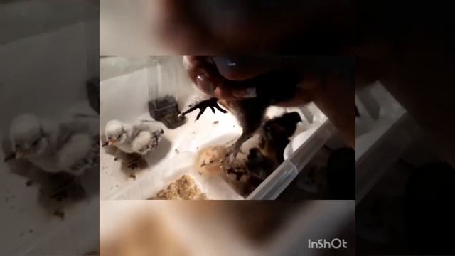 Китайские шелковые цыплята. Что это за зверь? / silky chickens смотреть онлайн