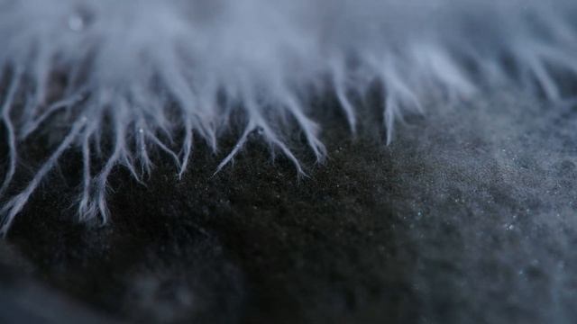 Phallus impudicus (stinkhorn) mycelium time-lapse (4 Days) смотреть онлайн