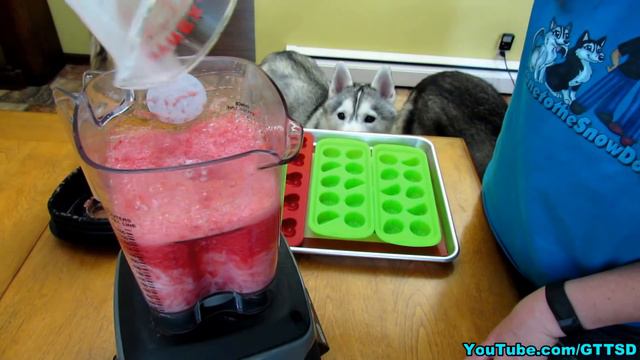 WATERMELON DOG TREAT How to make Frozen DIY Dog Treats | Snacks with the Snow Dogs 34 смотреть онлайн