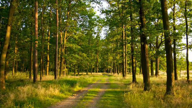 ALBIN FRIES - String Quartet No. 2 in D major "In der Natur" - 3rd mvmt Adagio смотреть онлайн