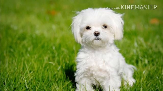 Топ 10 самых маленьких пород собак смотреть онлайн