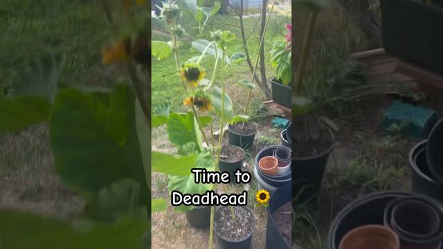 Deadheading Sunflowers to promote new blooms 🌻 смотреть онлайн