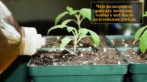 Чем подкормить рассаду помидор чтобы были толстенькие