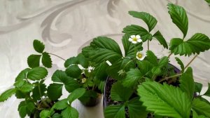 Как опылять растения дома Как опылять землянику дома Опыление в домашних условиях