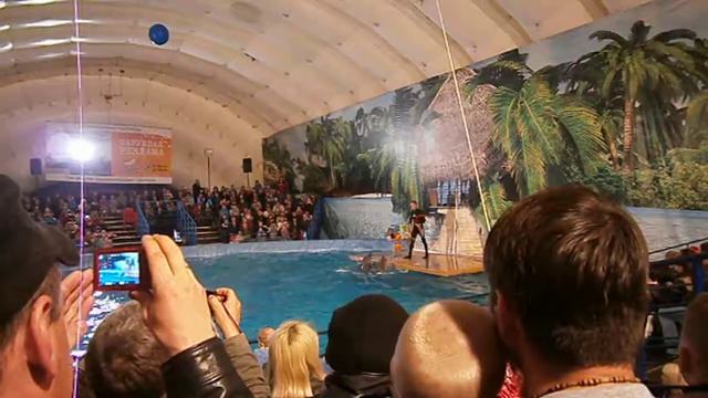 Дельфин шоу смотреть онлайн