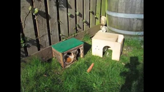 Time lapse of my guinea pigs, testing the Canon IXUS 100is смотреть онлайн