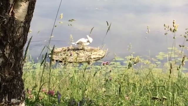 Лебедь или гусь смотреть онлайн