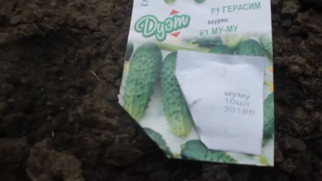 Посадка огурцов в грунт семена Огуречная елочка, огуречная грядка, огурцы на кукурузе Что получится смотреть онлайн