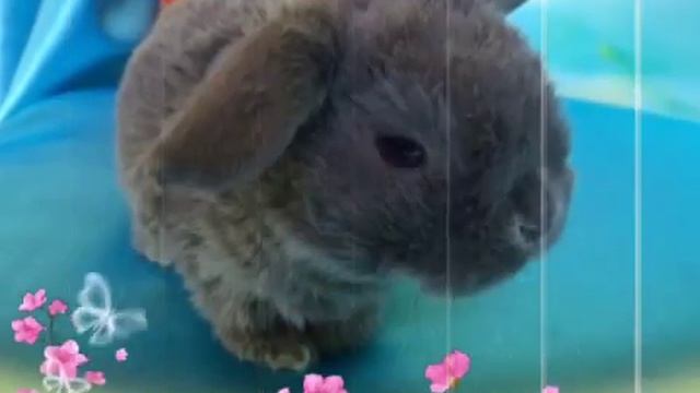 Питомник кроликов «Зайкина усадьба», Москва (карликовые декоративные вислоухие кролики). смотреть онлайн