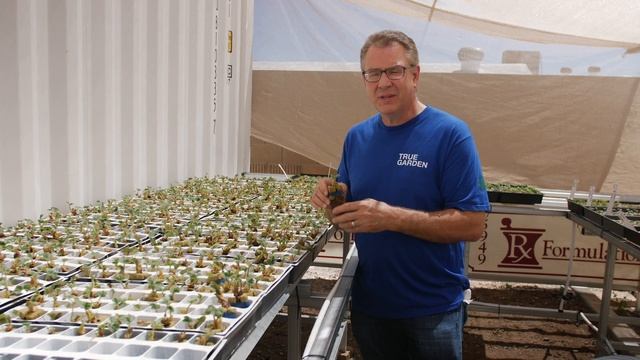 Growing Strawberry Seedlings for Tower Garden | True Garden смотреть онлайн