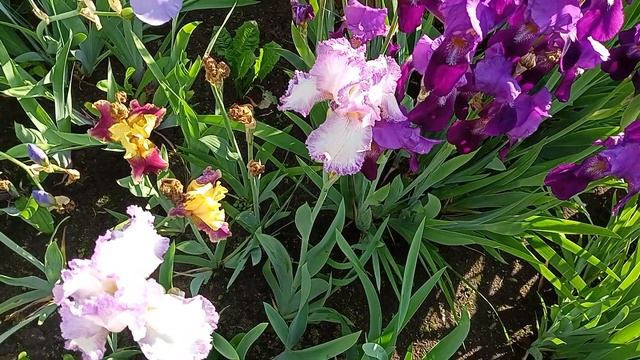 Ирис махровый Белый с сиреневой окаемкой смотреть онлайн