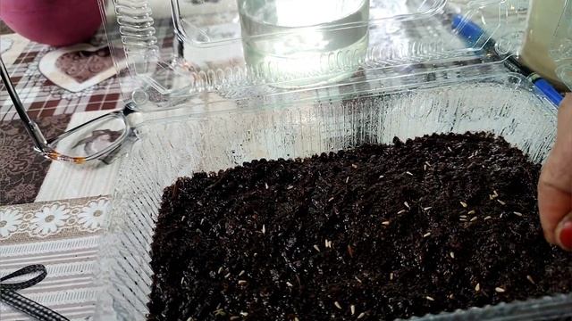 АСТРА ГУЛУ, УРУГУН КАНТИП ОТУРГУЗАБЫЗ #АСТРА #цветы #svet цветы Астра посев домашних условиях смотреть онлайн