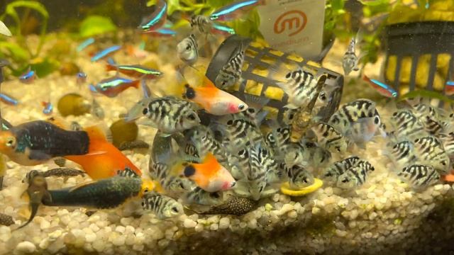 Голубой тигр цихлиды смотреть онлайн