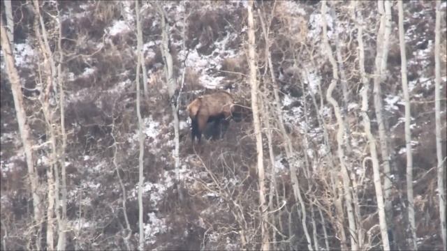 Utah rifle bull elk Hunt on public land/ Big bull down смотреть онлайн
