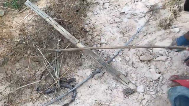WOW !! Amazing children catch the big snake in the jungle - children catching a snake | Net Fishing смотреть онлайн