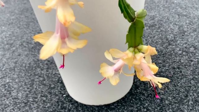 Schlumbergera Chelsea And Schlumbergera Cheyenne Flowering Today