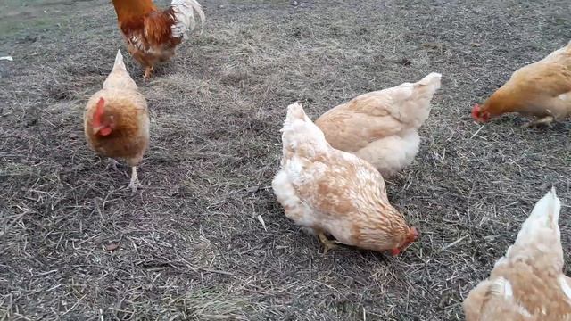 Мини мясные палевые белохвостые, Да! даа они живут в моём хозяйстве.