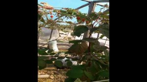 Малина Маравилла - выращивание в теплице 2018 разница между Маравиллой и так называемой "Mаравиллой