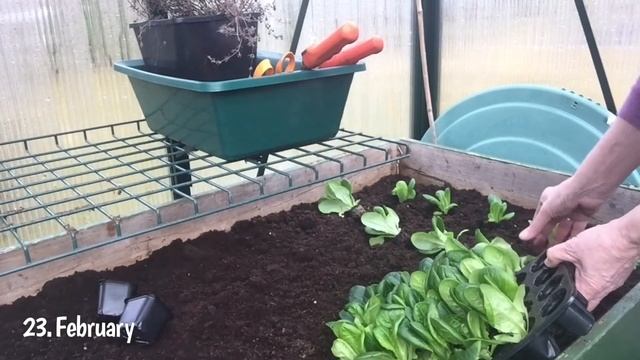 April: My favorite lettuce. Little Gem. смотреть онлайн