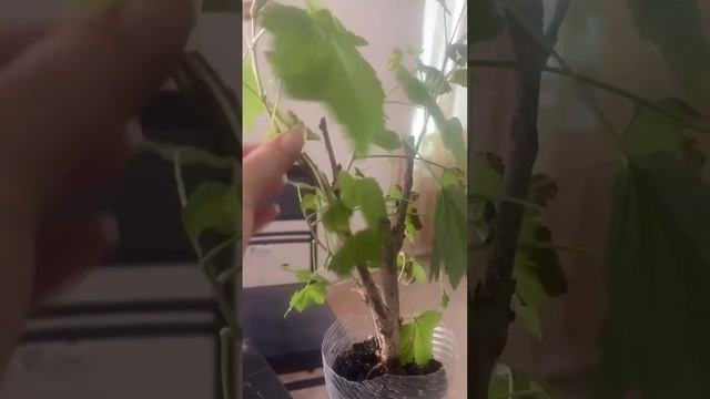 ?КАК ОТЛИЧИТЬ СМОРОДИНЫ? #дом #сад #garden #дача #деревня #огород #дачник #грядки #смородина #куст смотреть онлайн