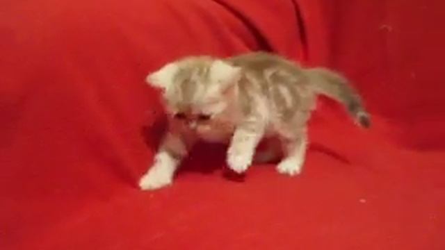 шоколадно серебристый мрамор смотреть онлайн