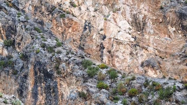 Сabras de montañas. Горные козы в горах Андалусии смотреть онлайн