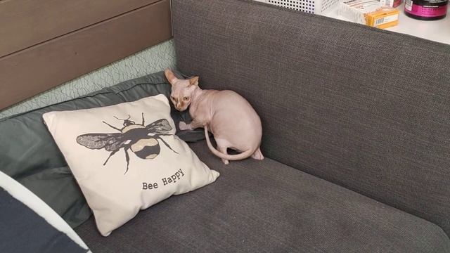 Сфинкс, сальвия дивинорум, кувырок смотреть онлайн