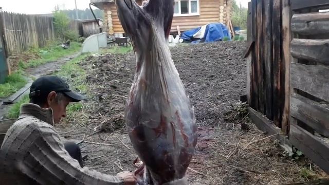 Вегетарианцы, не смотреть! Пришлось убрать козу.. Коза болела. смотреть онлайн