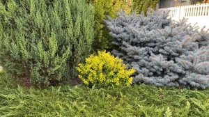 БАРБАРИС ТУНБЕРГА Лучшие сорта! Смело сажайте на даче, в саду!