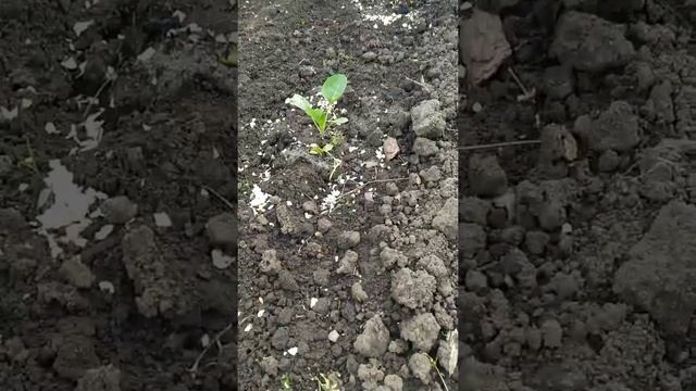 Пришло время начать борьбу со слизнями на капусте. смотреть онлайн