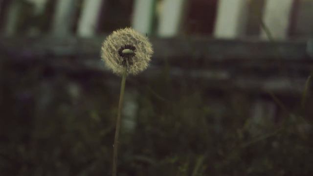 Что такое кротость? смотреть онлайн