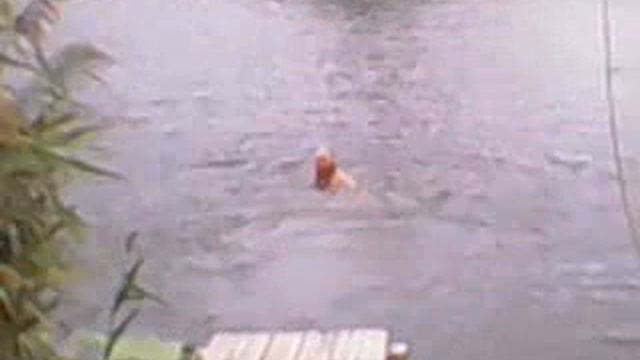 Моржи... смотреть онлайн