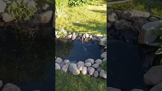 садовый #прудик из старой ванны смотреть онлайн