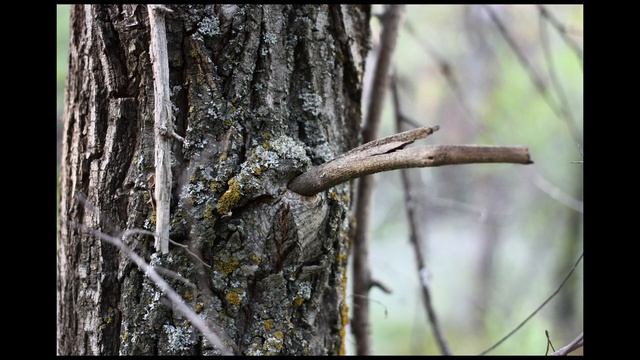 Пробую "Блинчик" Тест бьектива Canon EF 40mm f/2.8 STM (Слайд шоу, велопрогулка) смотреть онлайн