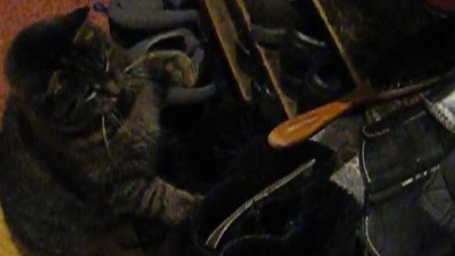 Кошка против щетки! смотреть онлайн