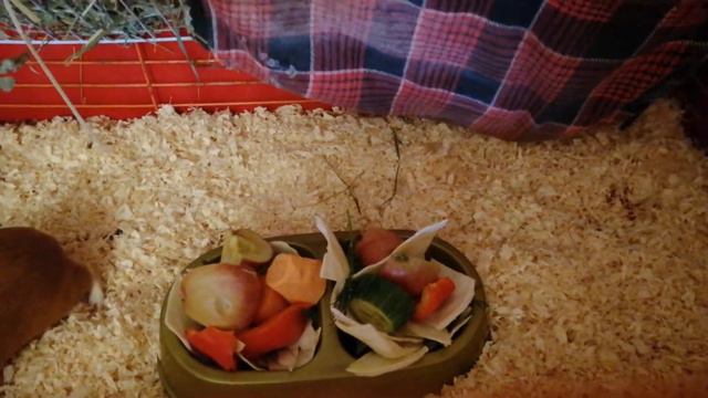 Свинки вновь выясняют кто у них главный в клетке смотреть онлайн