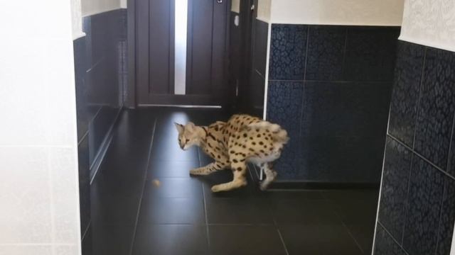 СЕРВАЛ- лучший ПРЫГУН/Кто Главный, СЕРВАЛ или СОБАКИ? смотреть онлайн