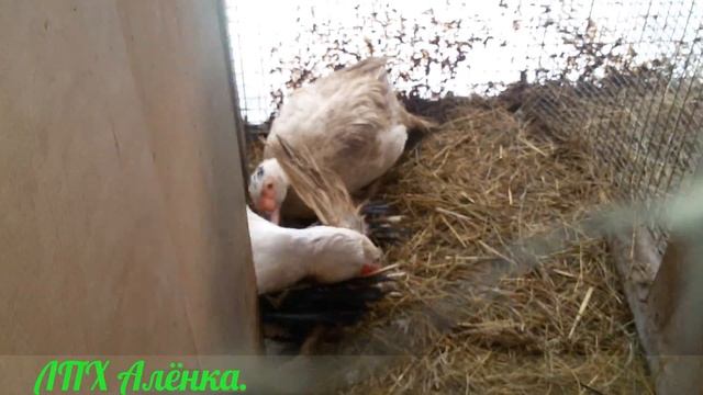 Обзор хозяйства. ... МИНУС ОДИН...Мускусные утки, куры, Коза и вислобрюхие свинки.