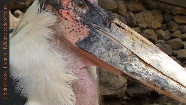 Palmitos Park Maspalomas Gran Canaria (HD) 2013 смотреть онлайн