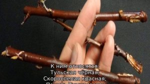 Как размножить сливу