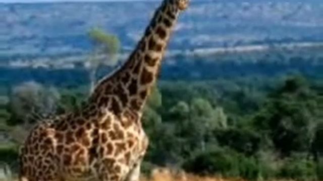 photo's of okapis giraffes and the most frightening CUBS! смотреть онлайн