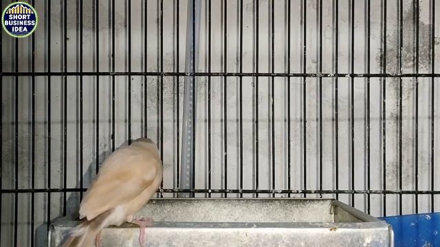 Trade Java Bird And Get Rich | Java Bird Breading Formula & Seed Mix Food | Java Bird Male Female смотреть онлайн