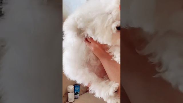 Эти глаза… #бишонфризе #собака #bichonfrise #тойпудель #toypoodle #puppy #щенок #dog #глаза #клава смотреть онлайн