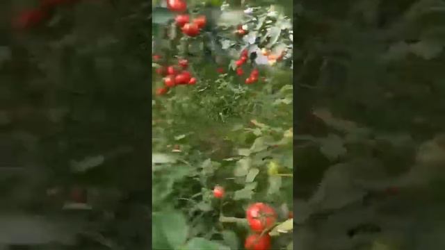 #ЖАННАТ УЛКАМ #РАЙСКАЯ САД# смотреть онлайн