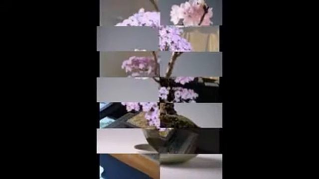 bonsai, tem de tudo, bonsai natureza, fotos, imagens, videos, смотреть онлайн