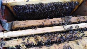 ПЧЕЛОПАКЕТЫ. КАРПАТКА. ПРОДАЖА.