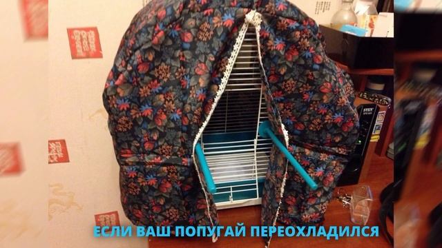 Почему попугай дрожит? 5 главных причин смотреть онлайн