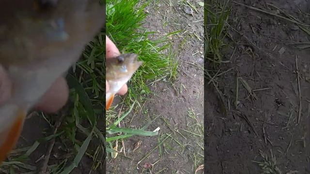 Вот почему на любой рыбалке нужен нож: рыба глубоко заглотила крючок?Ловля окуней в Свиблово 8.06.2 смотреть онлайн