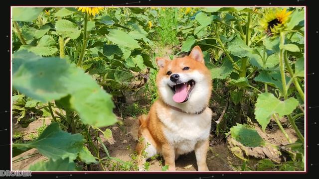 Xiaomi Mi MIX 4 OFFICIAL! смотреть онлайн